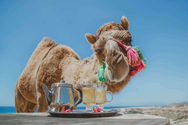 Los Cabos: Camel Ride Safari with Lunch and Tequila Tasting - A Baja nature walk with cactus and roadrunners