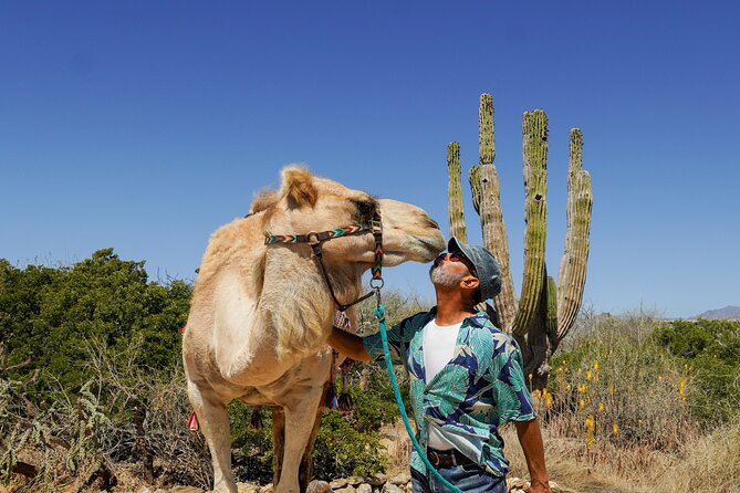 Magical Todos Santos Tour, Camel Ranch, Lunch and Tequila - Quick takeaways before you book