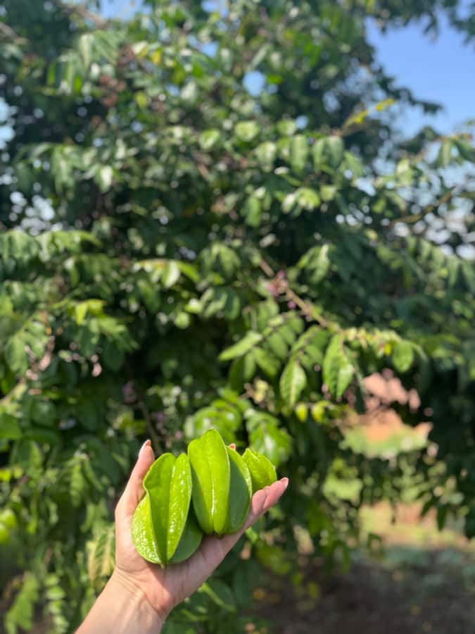 Mazatlán: Fruit Tour with Lunch and Mezcal Tasting - Fruit Tasting Among the Trees