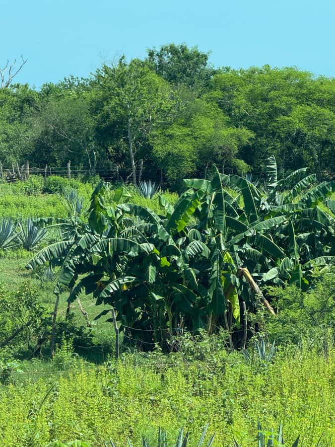 Mazatlán: Fruit Tour with Lunch and Mezcal Tasting - Understanding the Mezcal Stop