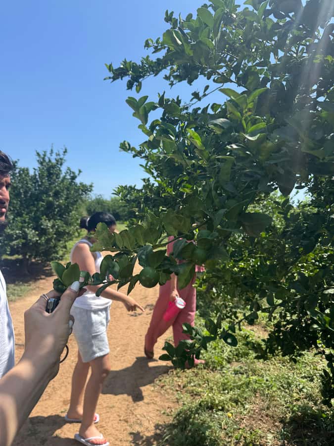 Mazatlán: Fruit Tour with Lunch and Mezcal Tasting - A Short Stop at the Glass Factory