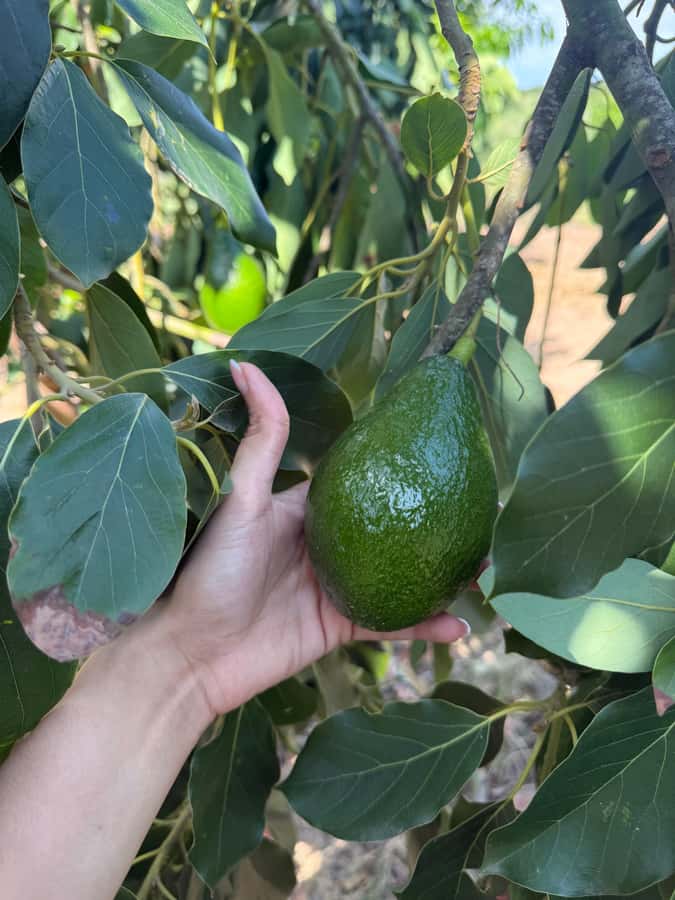 Mazatlán: Fruit Tour with Lunch and Mezcal Tasting - Timing, Comfort, and Outdoors
