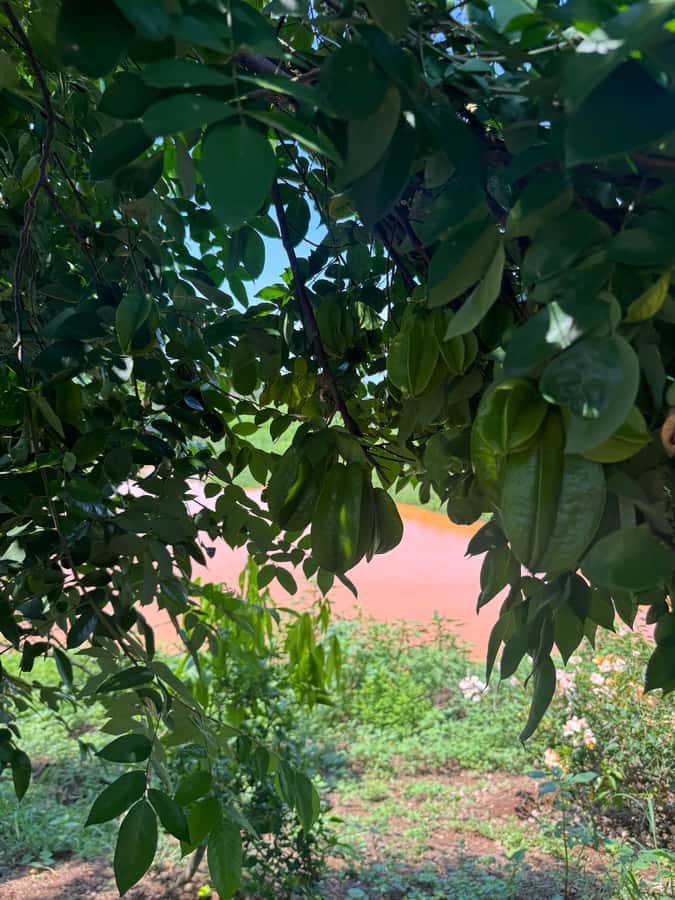 Mazatlán: Fruit Tour with Lunch and Mezcal Tasting - Lunch With Cheese, Burritos, and Salsa