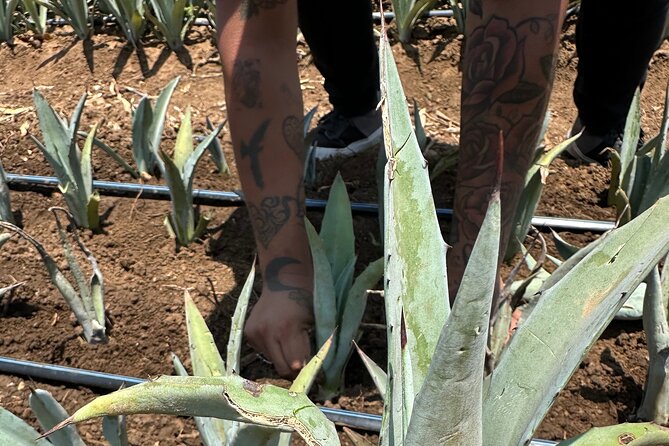 Mezcal Day Experience - Why this is more than a mezcal tasting
