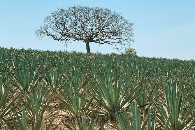 Mezcal Day Experience - Santiago Matatlán and the mezcal-making process
