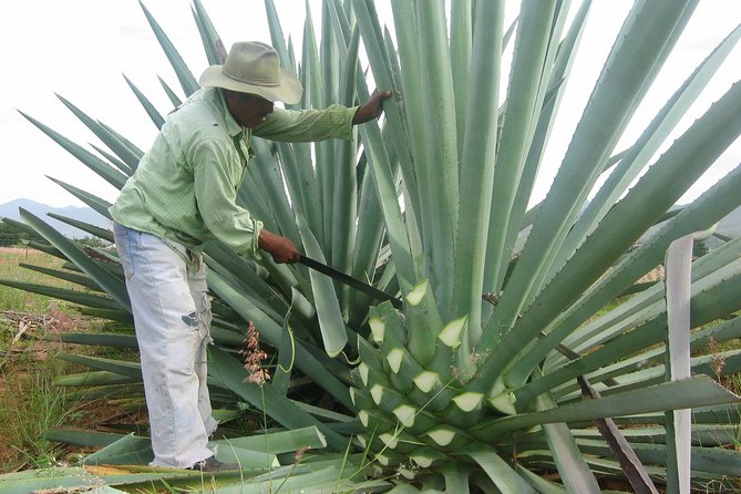 Mezcal Factory Tasting Learning Experience Drink Lunch and More - Laguna de Tres Palos by private boat