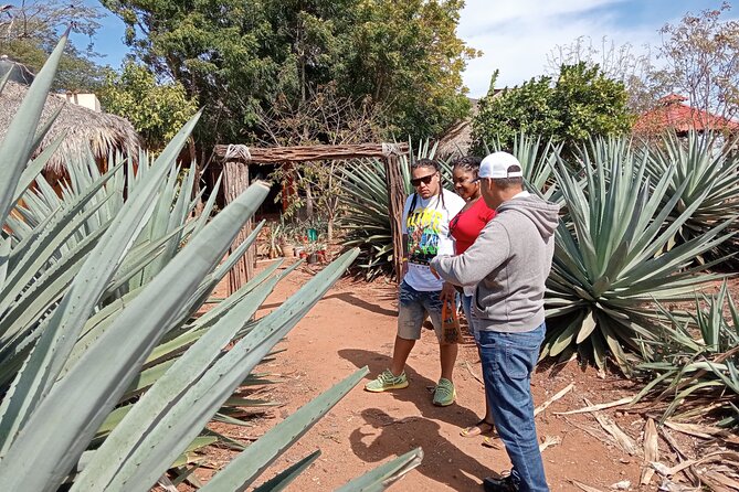Mezcal Food Tasting Tour with Lunch Included - What the $78 price gets you
