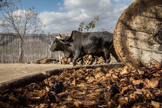 Mezcal Tasting -Masterclass + Blind tasting- - Key points to know