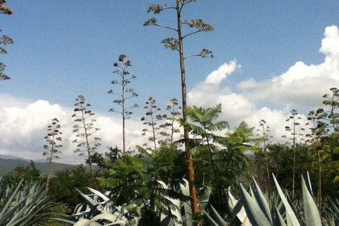 Mezcal Tour Oaxaca - Walking through an agave plantation
