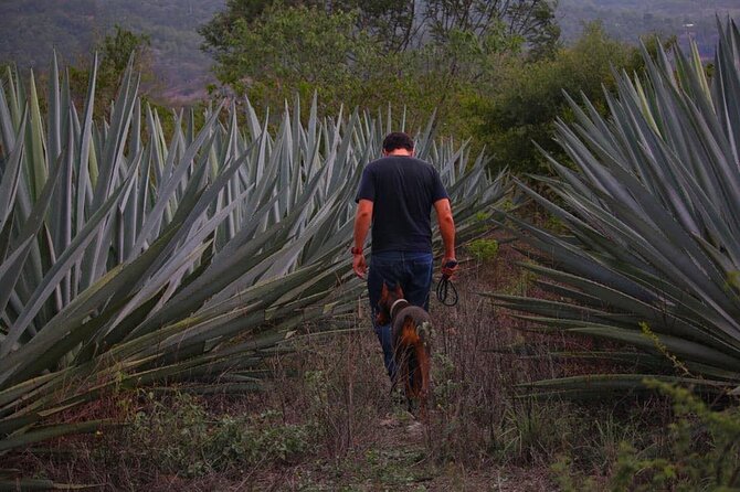 Mezcal Tour Oaxaca - Meeting at Reforma 403 at 9:30am
