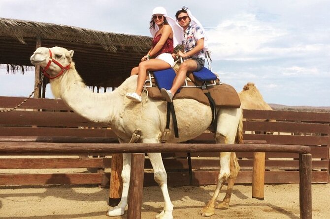 NEW! Combo Camel Beach Ride and UTV 4X4 Cabo Adventure, Tequila & - Key points to know before booking