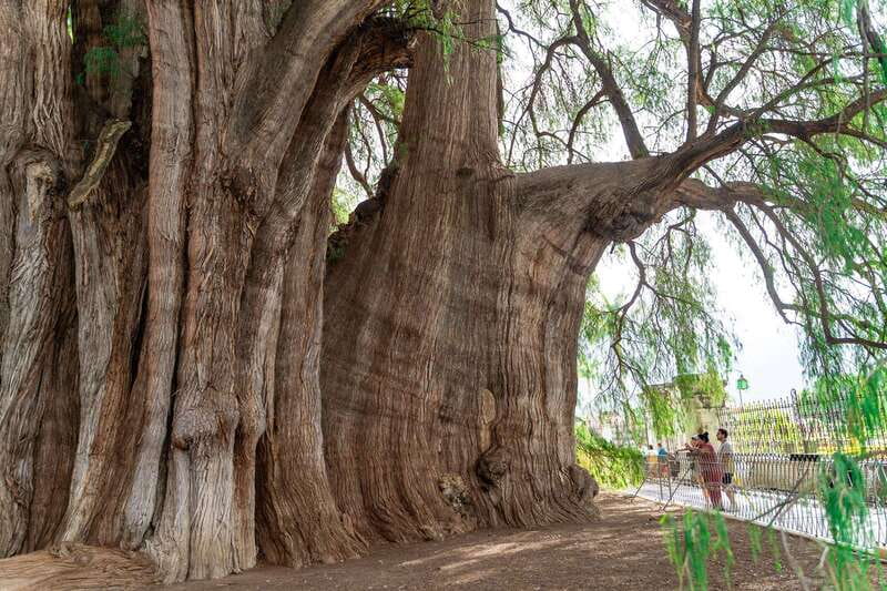 Oaxaca: El Tule tree, Teotitlan Village & Mezcal Tour - What the $43 price really covers