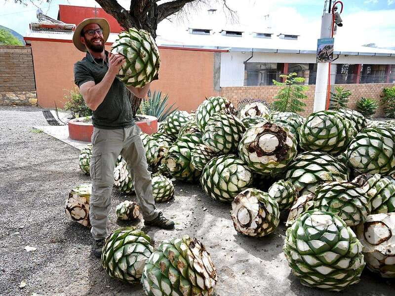 Oaxaca: Mezcal Distillery Tour with Tastings - Key points to know before you book