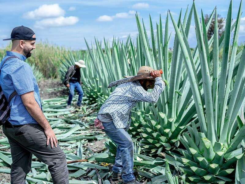 Oaxaca: Mezcal Distillery Tour with Tastings - Why Matatlán makes a better mezcal day than a quick city tasting