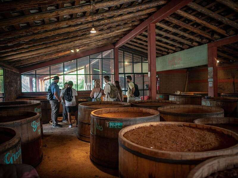 Oaxaca: Mezcal Distillery Tour with Tastings - Agave plantations, pulque, and agua miel