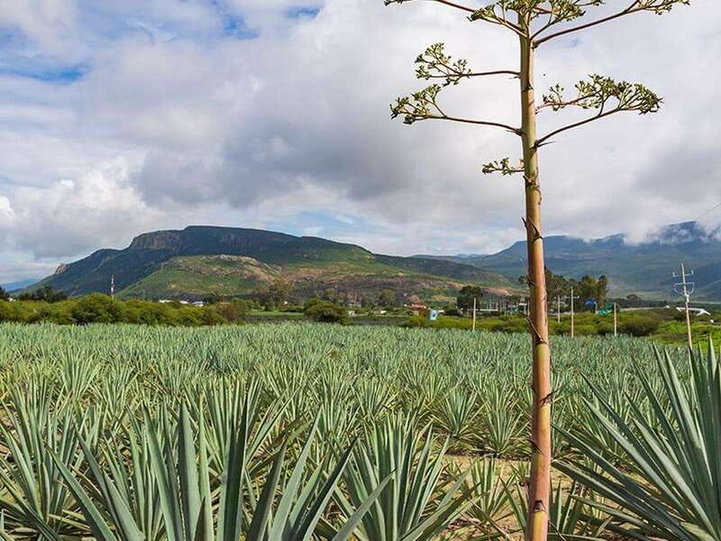 Oaxaca: Mezcal Distillery Tour with Tastings - A traditional Matatlán lunch, purchased separately