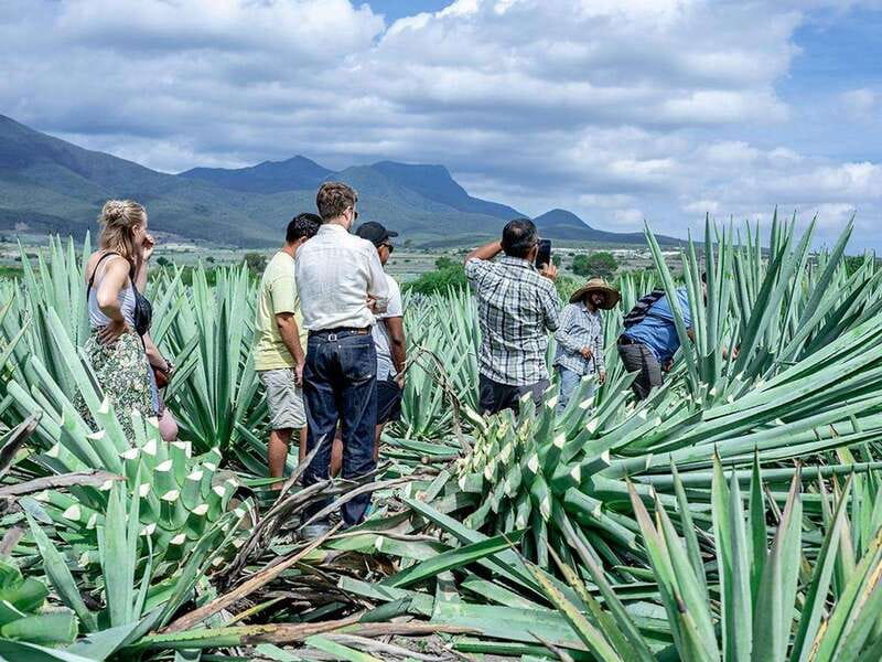 Oaxaca: Mezcal Distillery Tour with Tastings - Is $134 a fair price?