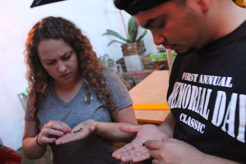 Oaxaca: Mezcal Tasting Session with Expert - From agave to glass, what the production lesson covers