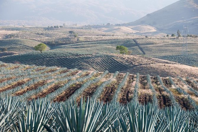 Premium Private Tequila Tour - Why this private tequila day works