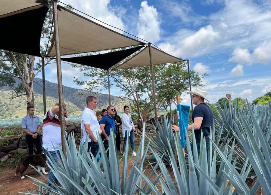 Premium Tequila Route with professional tasting - What this Guadalajara tequila tour actually delivers