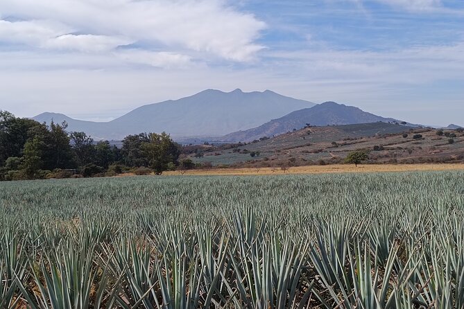 PRIVATE Fire TOUR: Pyramids, Volcanoes, Agaves & Tequila - Blue agave fields near Tequila