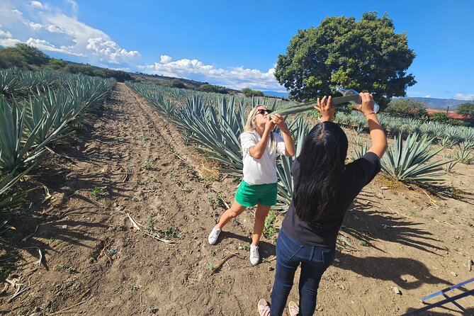 Private Lunch in Mezcal Maguey Fields - Six mezcals, mezcal crema, and pulque