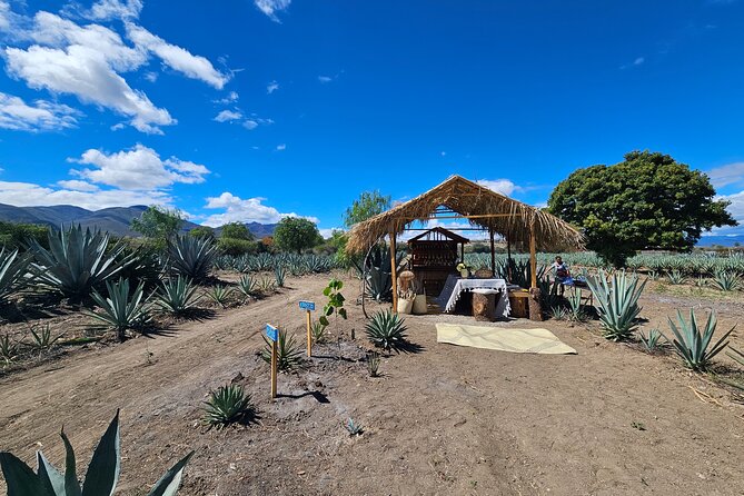 Private Lunch in Mezcal Maguey Fields - Getting to Santiago Matatlán and planning the afternoon