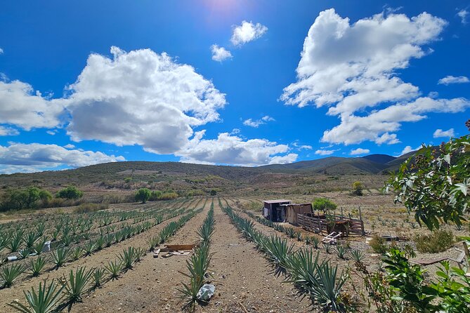 Private Lunch in Mezcal Maguey Fields - Walking among different agave species