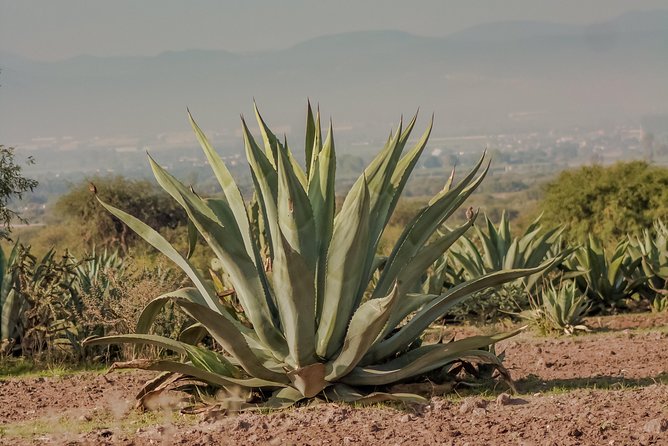 Private Oaxaca Walking Tour with Mezcal Tasting - The Zócalo and Alameda