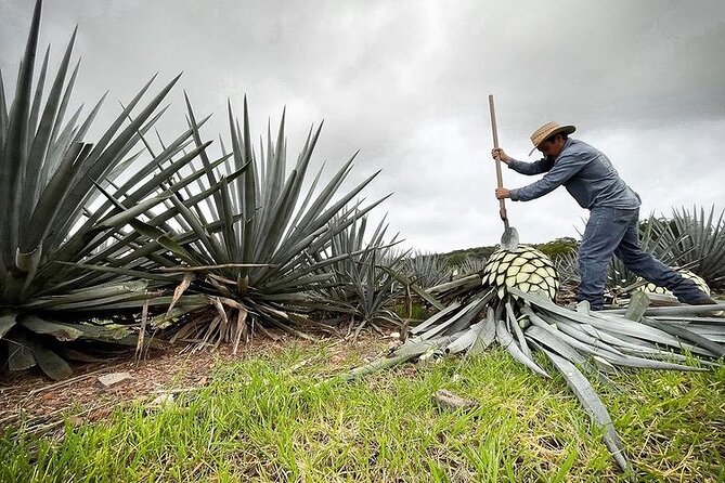 Private One Day Adventure Tour in Tequila and La Fortaleza Distillery - Two hours in Tequila town