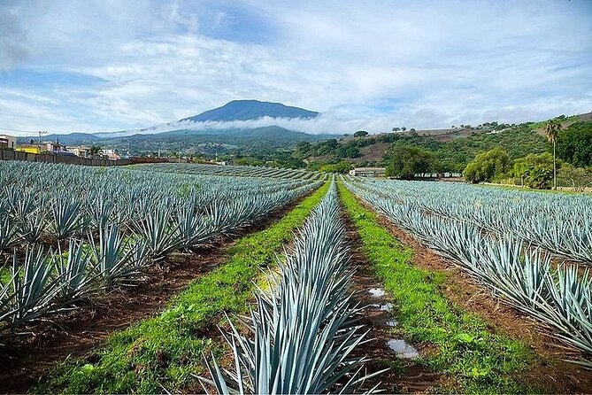 Private One Day Adventure Tour in Tequila and La Fortaleza Distillery - Who will enjoy this Tequila tour most?
