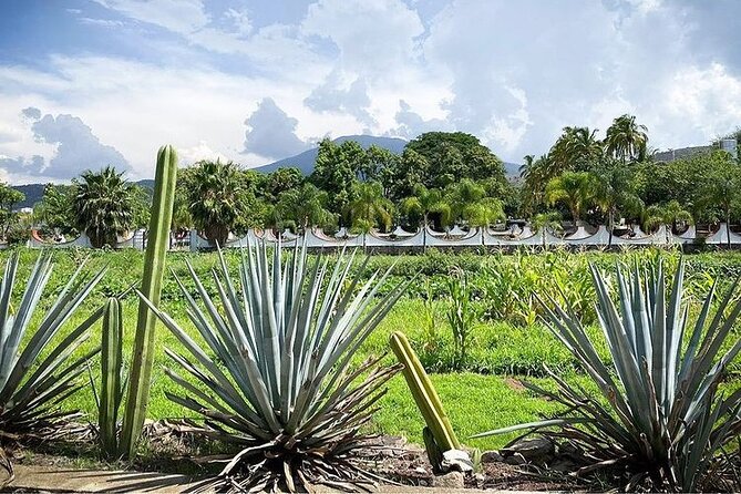 Private One Day Adventure Tour in Tequila and La Fortaleza Distillery - Tequila Selecto de Amatitán, a smaller first look