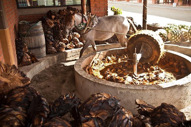 Private Tour, all inclusive: Tlacochahuaya, Mezcal, Teotitlán del Valle - Who should choose this Oaxaca day trip