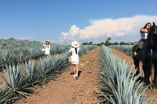 Private Tour Cascahuin Distillery and visit to Tequila - A private vehicle changes the feel of the day