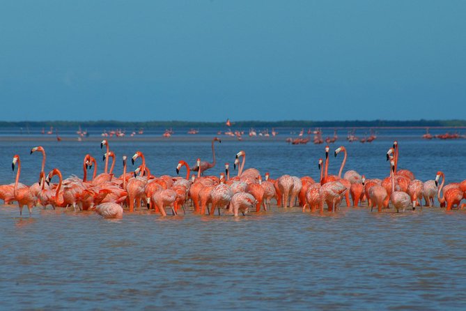 Private Tour: Ek Balam, Pink Flamingos Sanctuary and Tequila Tasting Factory - Why Ek Balam makes this tour different