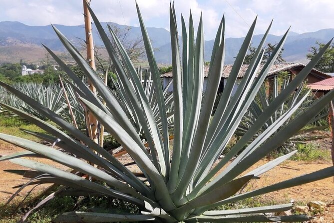 Private tour Mitla, Weavers town, Mezcal and Boil the water - Hierve el Agua: petrified waterfalls and a longer pause