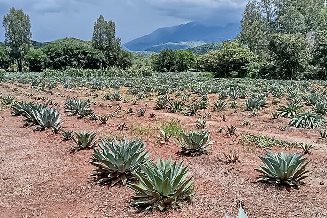 Private Tour New Raicilla Route to Mascota from Puerto Vallarta - The Ride, Group Size, and Pace