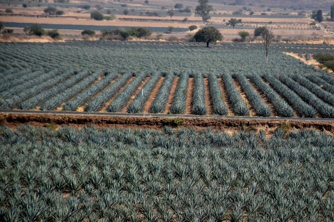 Private Tour of Magic Town Tequila Adventure Day Tour - Tequila Tres Mujeres: a second look at tequila making