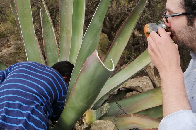 Private Tour of the Mezcal Route with Ancestral Drinks - Learning to taste mezcal properly