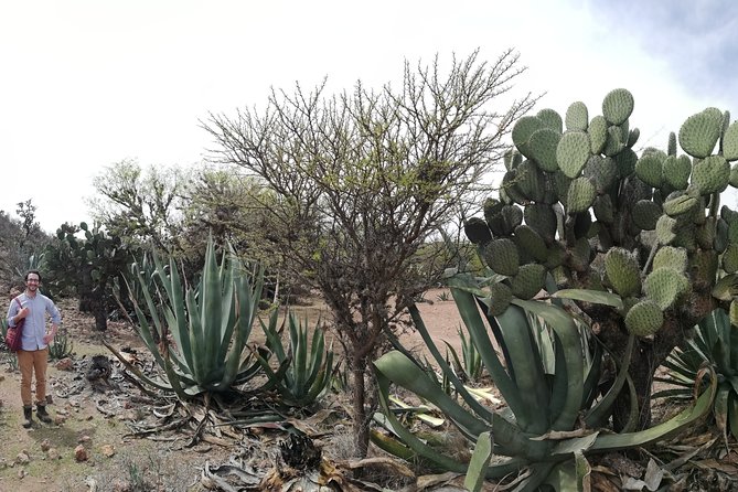 Private Tour of the Mezcal Route with Ancestral Drinks - Who will enjoy this five-hour outing