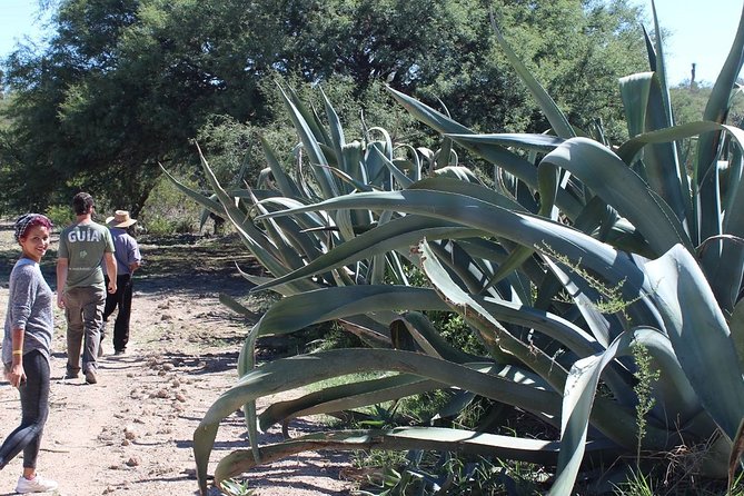 Private Tour of the Mezcal Route with Ancestral Drinks - Timing, transport, and practical planning
