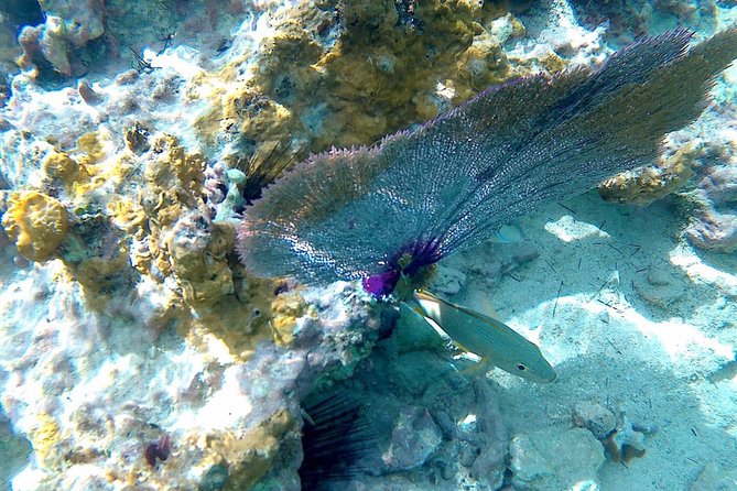 SkyReef Cozumel Snorkel & Tequila Tasting - Value: What You Are Really Paying For