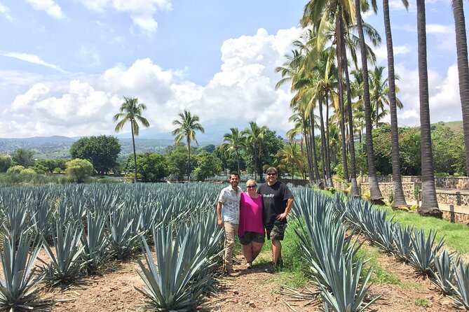 Tequila and Guachimontones Private Full Day Tour - Agave fields and the final drive