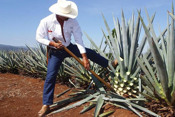 Tequila distillery experience, Jose Cuervo & Tequila Magic Town - Key points to know before booking