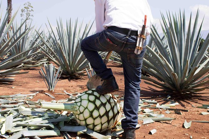 Tequila distillery experience, Jose Cuervo & Tequila Magic Town - Two hours in Tequila town