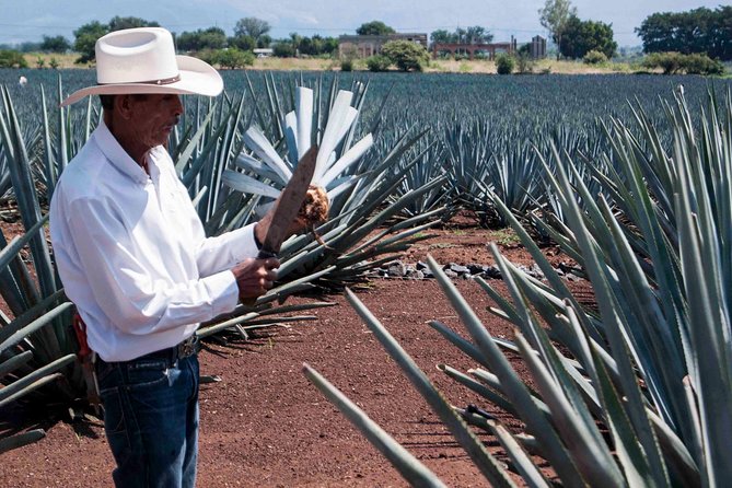 Tequila distillery experience, Jose Cuervo & Tequila Magic Town - How the guides shape the experience