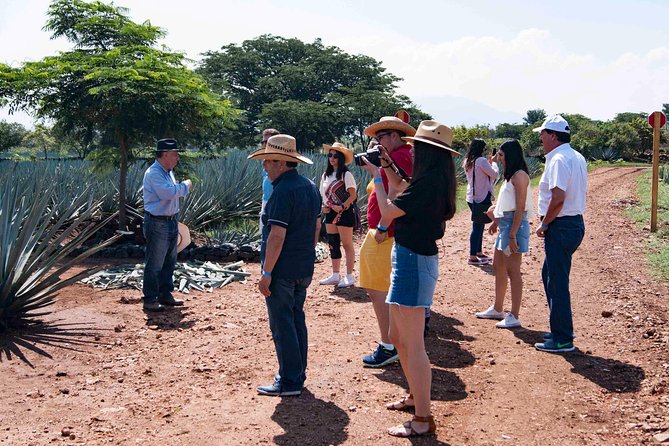 Tequila distillery experience, Jose Cuervo & Tequila Magic Town - Who should book this day trip?