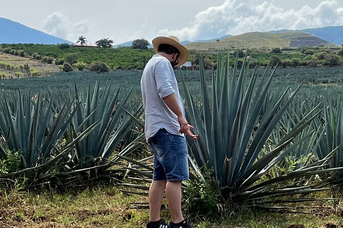 Tequila Jalisco Full Day Tour from Puerto Vallarta - Ceboruco volcano and the 1874 lava
