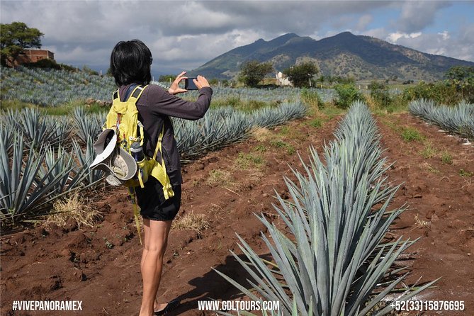 Tequila Route Experience from Guadalajara - The craft distillery and the four-part tasting
