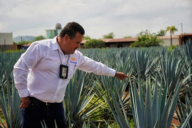Tequila Tour - From Guadalajara to the blue-agave fields
